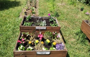 Ogródek warzywny (1)