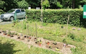 Ogródek warzywny (3)