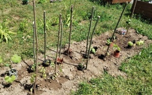 Ogródek warzywny (5)