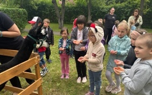 Tygryski (6)