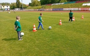 Pszczółki (2)