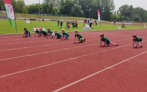 Pszczółki (3)