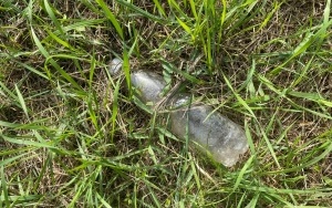 Sprzątanie Świata (9)