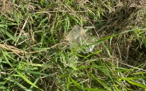 Sprzątanie Świata (2)