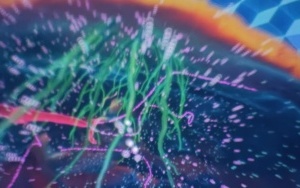 Tygryski i Pszczółki (1)