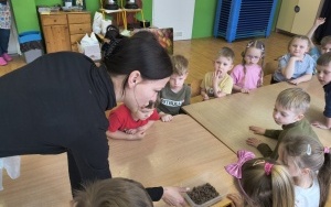 Motylki i Pszczółki (10)