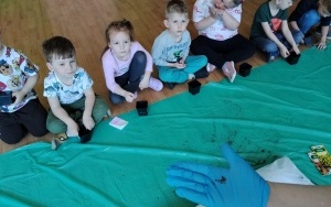 Motylki (2)
